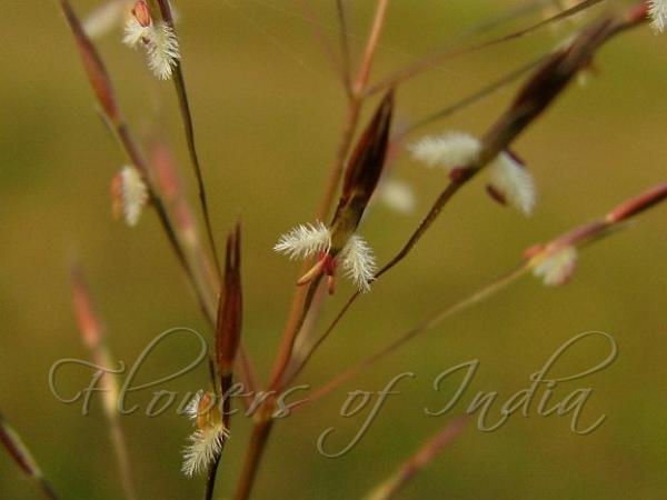 Golden Beardgrass